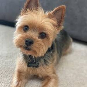 Meet your Posher, Clarrisa